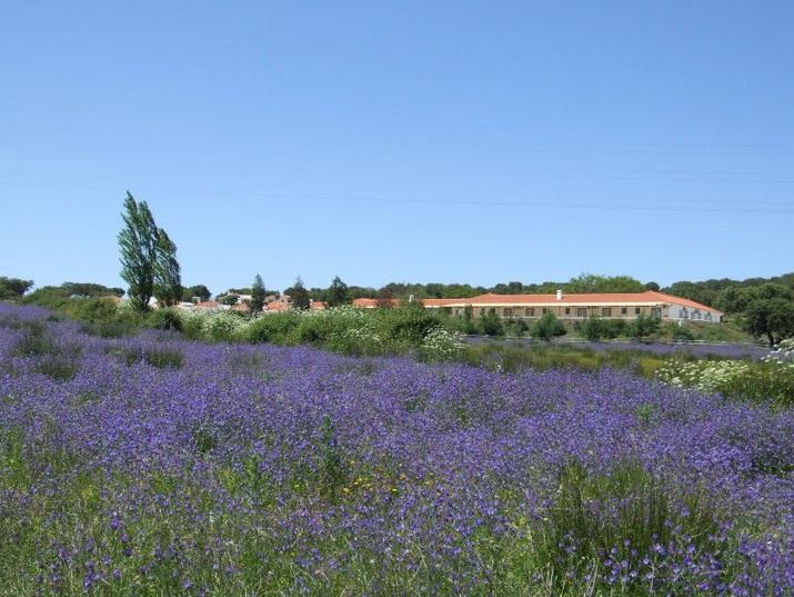 Hotel Rural Da Ameira Montemor-o-Novo Buitenkant foto