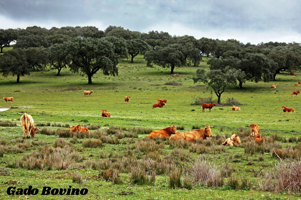 Hotel Rural Da Ameira Montemor-o-Novo Buitenkant foto